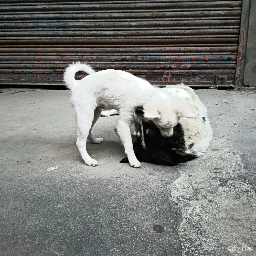 高清摄影  一只小白狗在和一只黑猫玩耍。