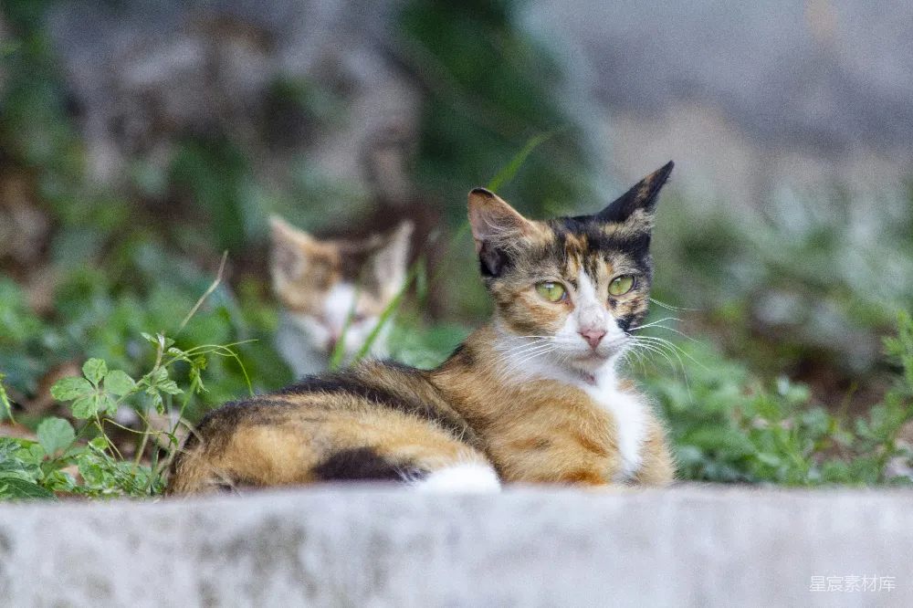 这只可爱的小猫妈妈正看着我呢！！❤❤❤