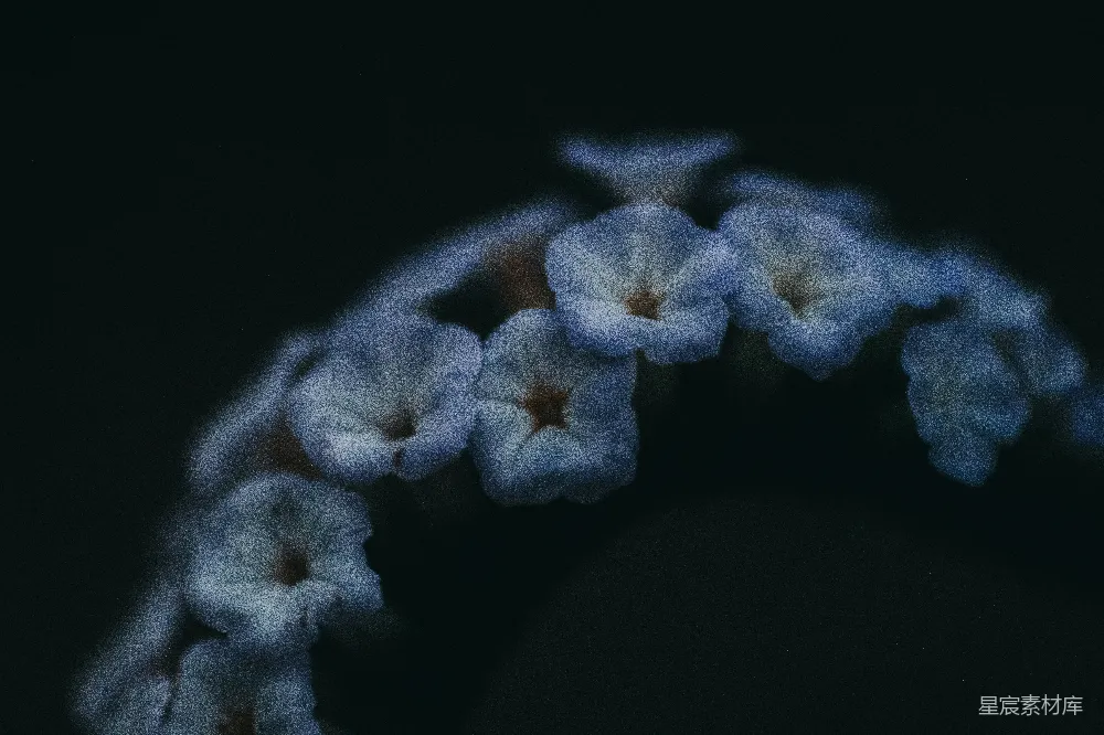 高清摄影 黑背景中的白花