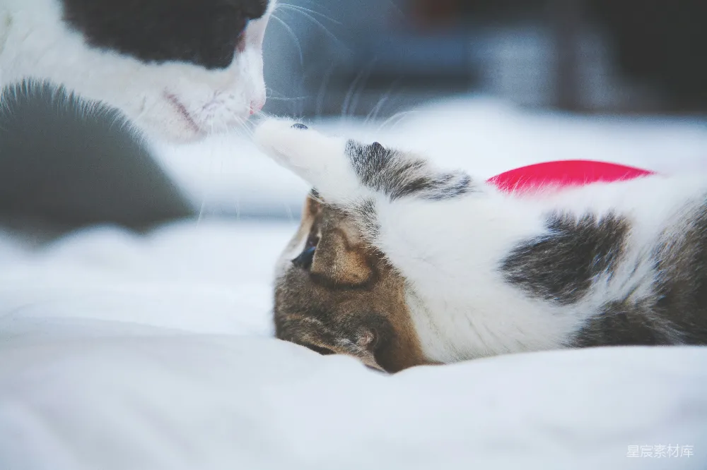高清摄影  小猫用爪子碰猫的鼻子