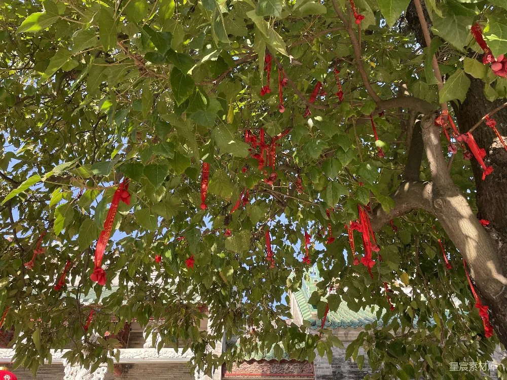 高清摄影  一棵树上挂满了许多红色浆果。