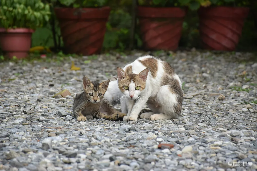 高清摄影  一只白棕相间的猫躺在地上。