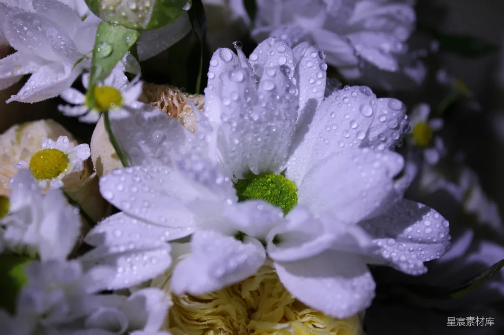 高清摄影  一束带水珠的鲜花