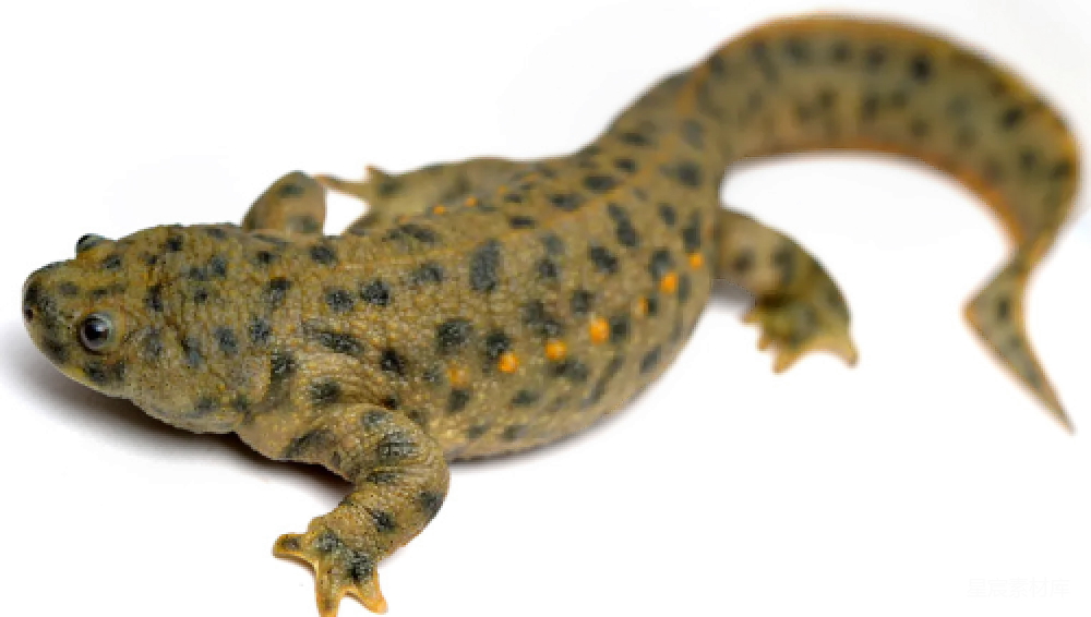 新特尔