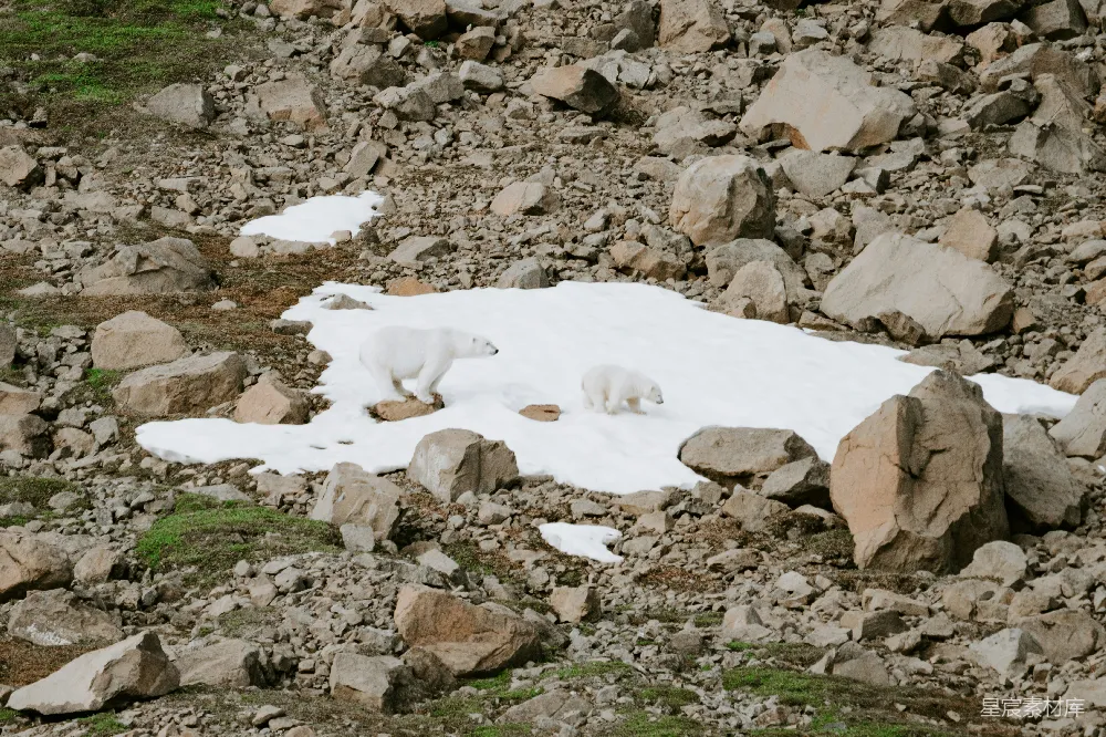 高清摄影  两只北极熊正穿过覆盖着积雪的地面。