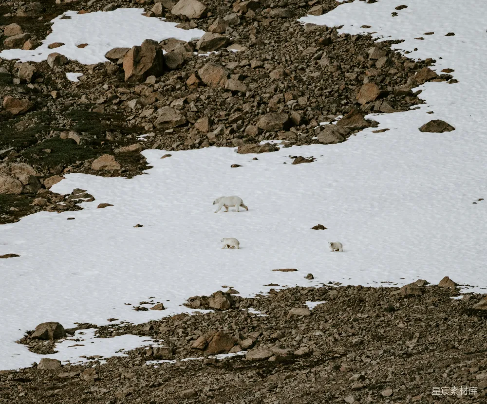 高清摄影  一只北极熊正在雪地里行走