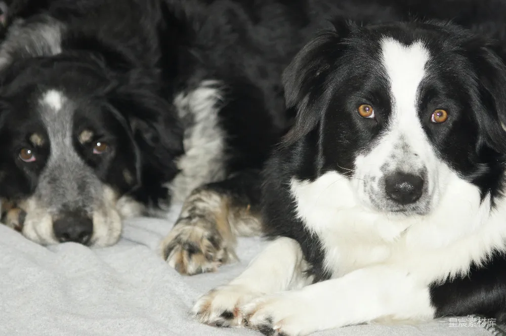 母女澳大利亚牧羊犬