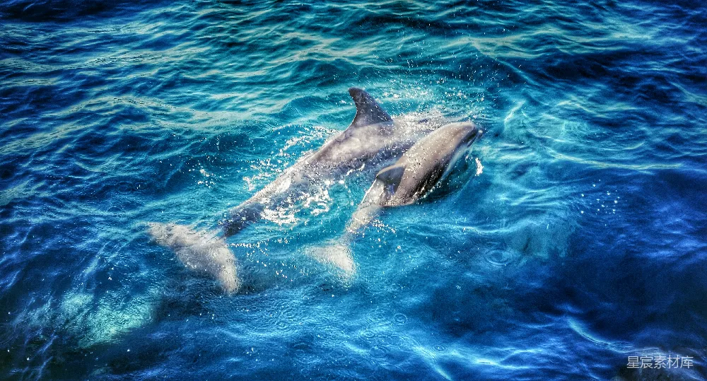 高清摄影  几只海豚在海洋中游泳