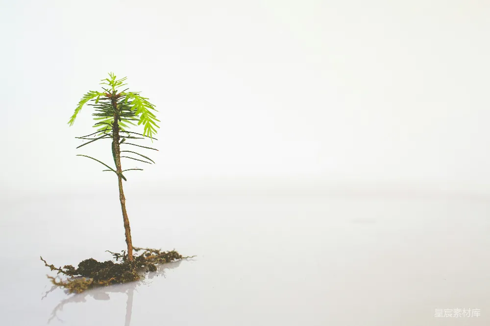 高清摄影 自然 棕褐色岩石上的绿色棕榈树，位于海中央