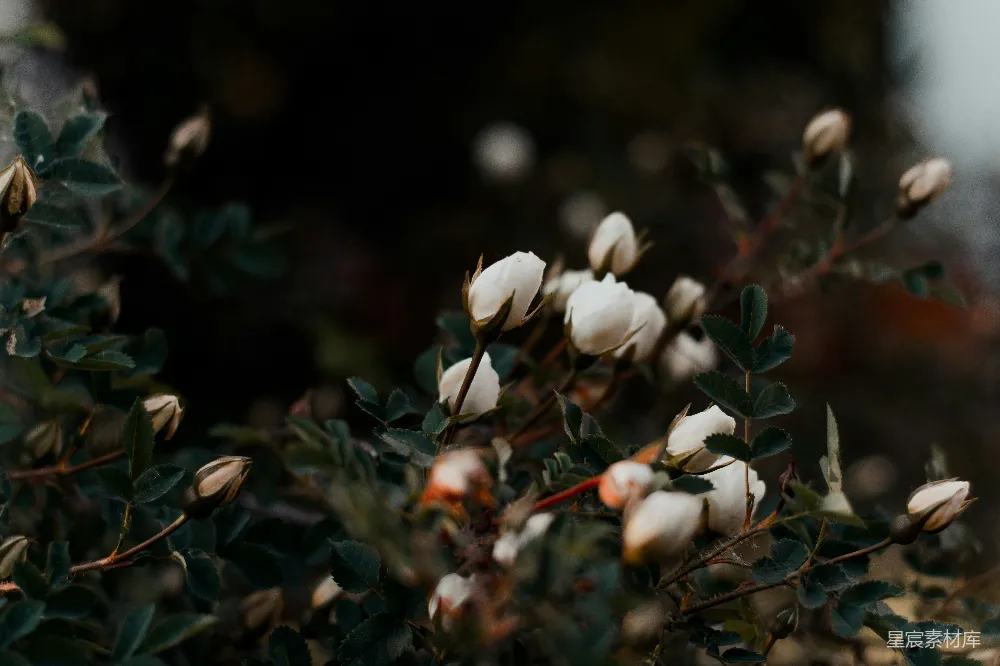 高清摄影  白花在绿草上