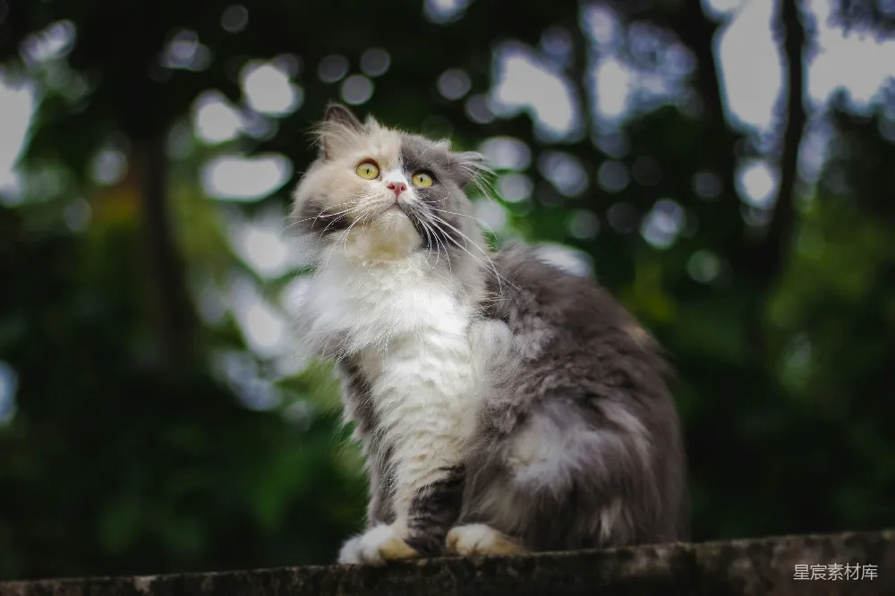 高清摄影  白黑相间的长毛猫
