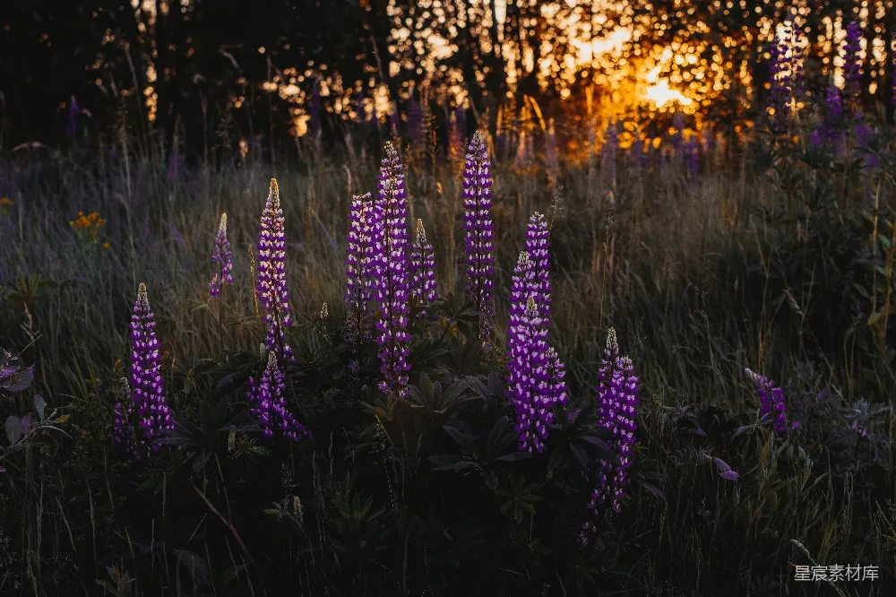 高清摄影  紫色花瓣的花