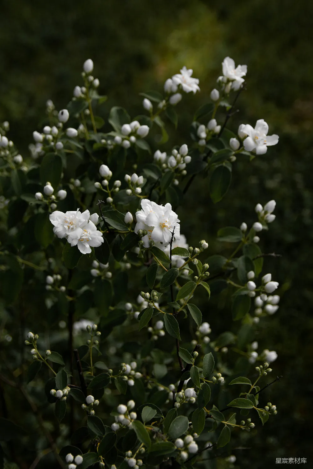 高清摄影  白花绿叶