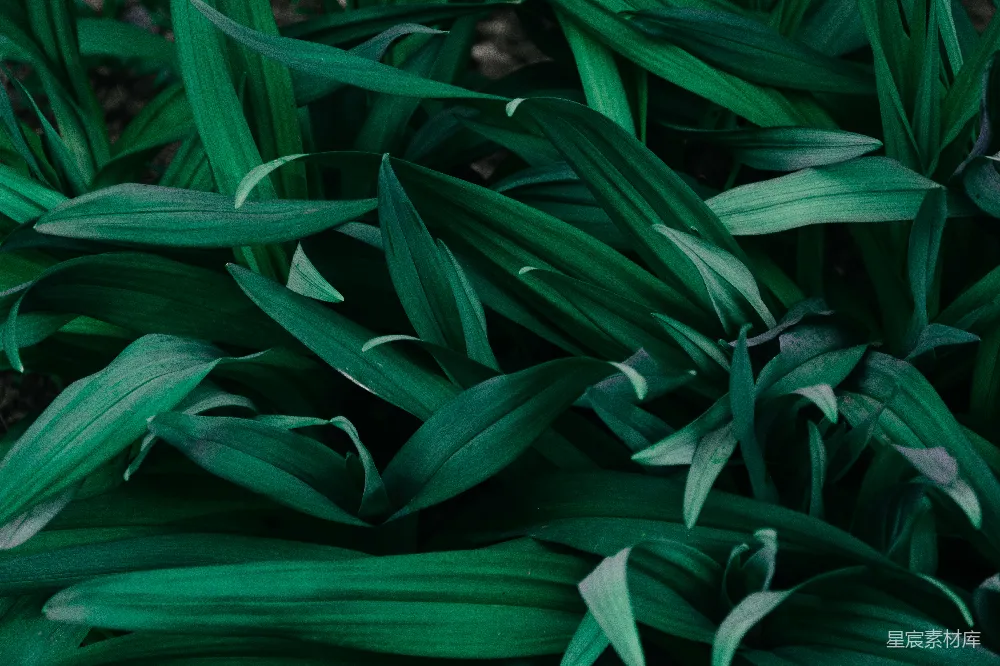 高清摄影  特写照片中的绿色植物