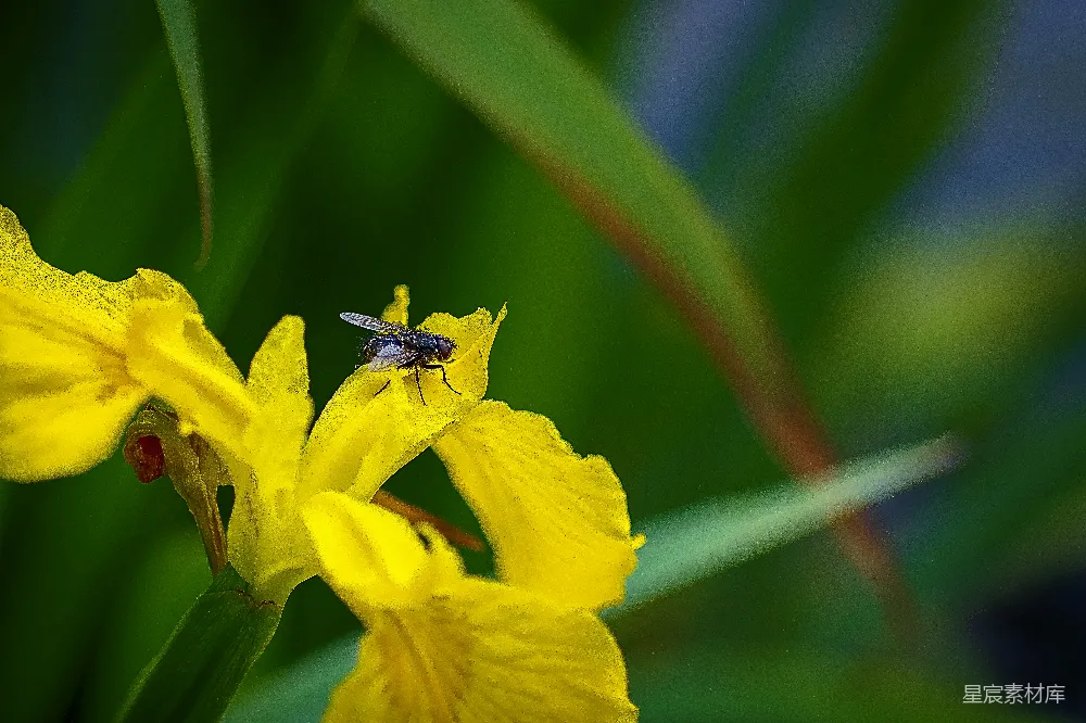 高清摄影  黑色和棕色的昆虫在黄色的花朵上