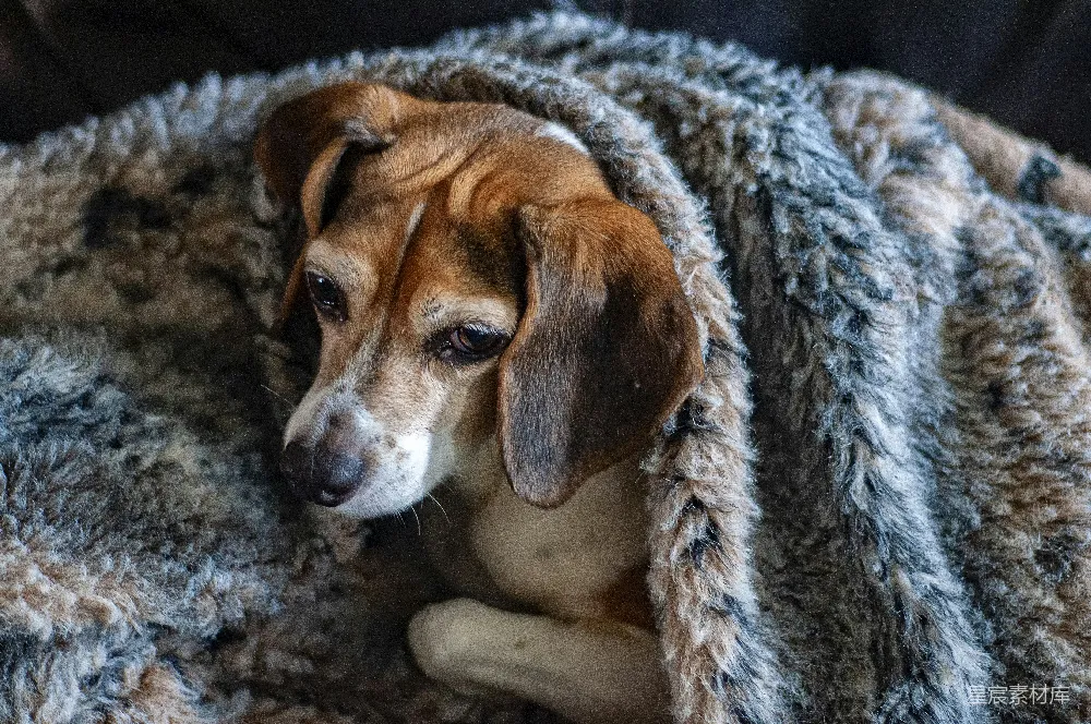 高清摄影  在被子下面的比格犬