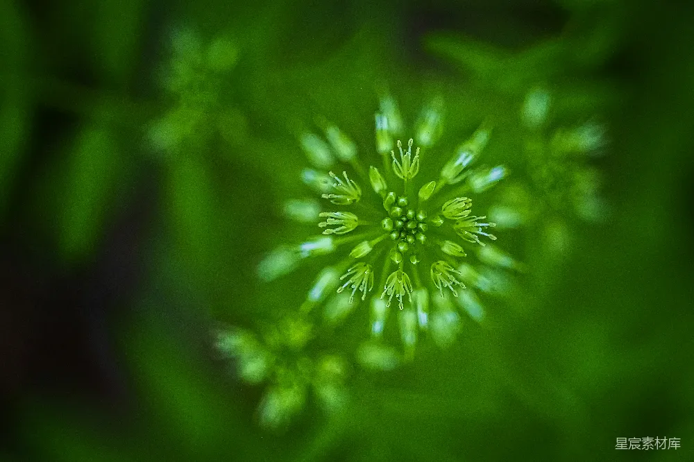 高清摄影  在近距离拍摄的绿色和白色花朵