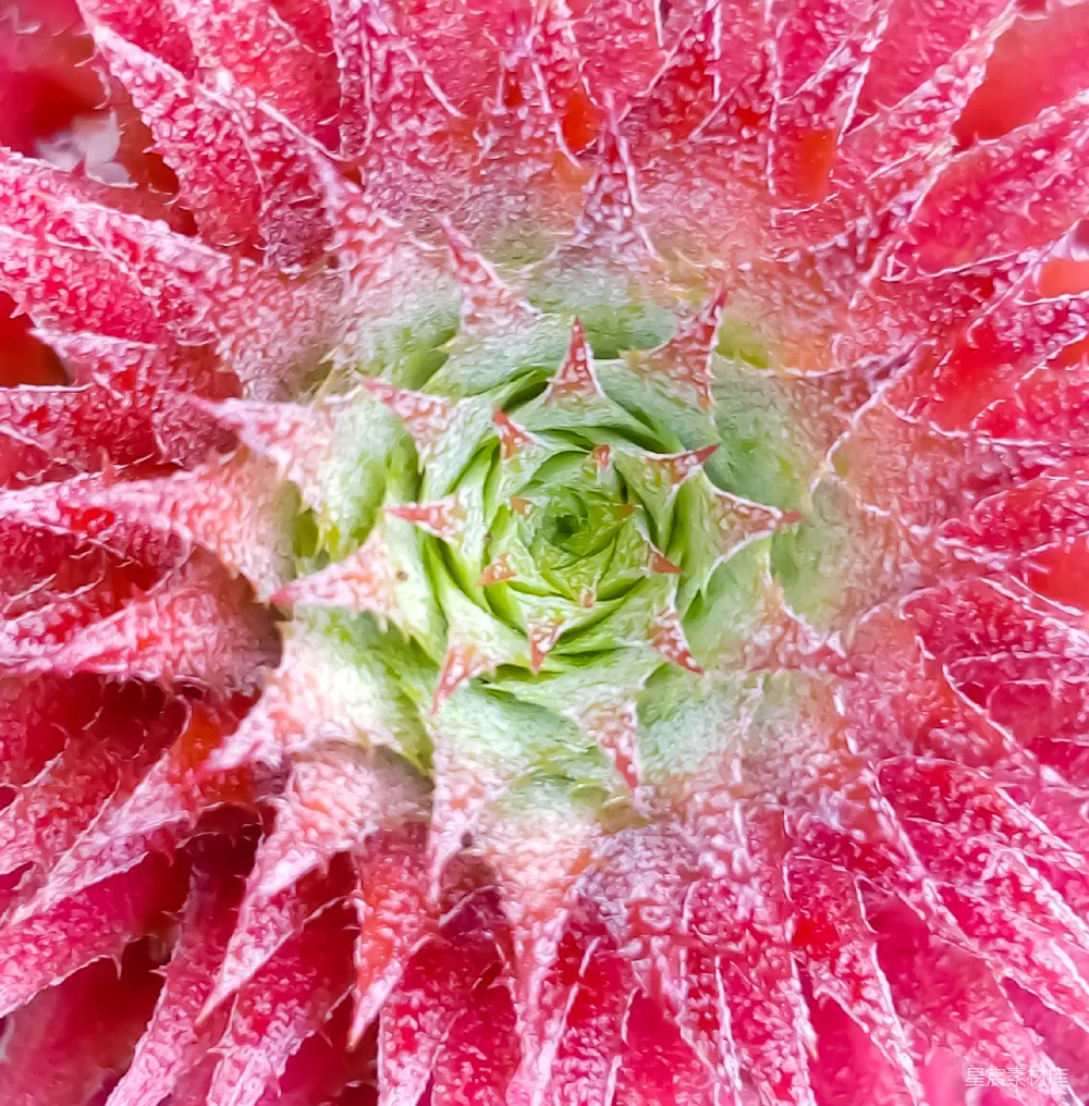 菠萝花