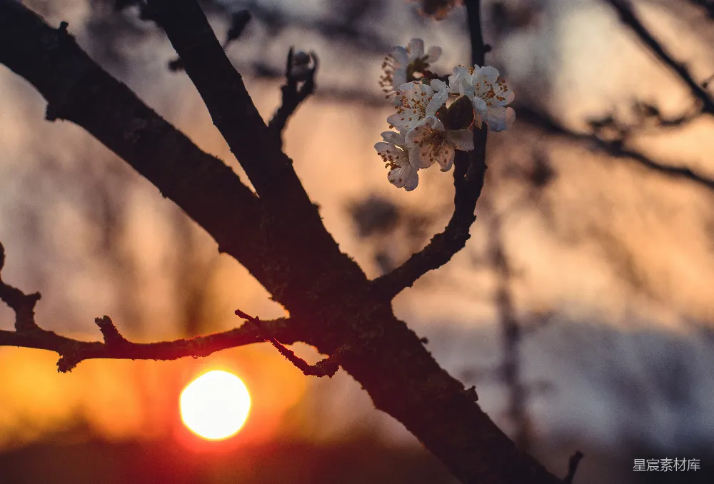 高清摄影  夕阳下花卉的浅景摄影
