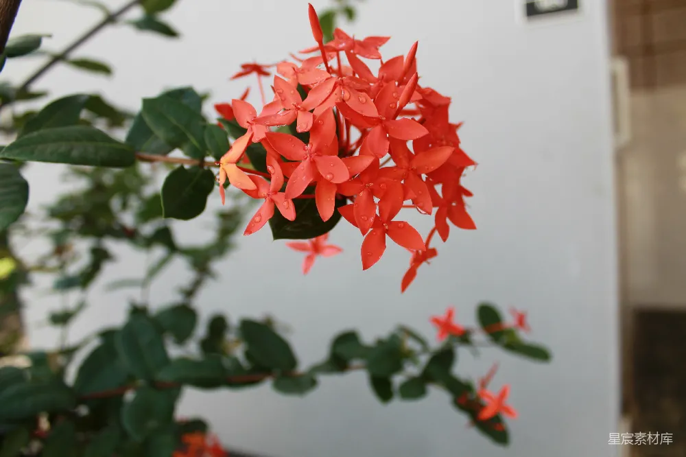 高清摄影  在阳光下，红九重葛花开得非常美丽。