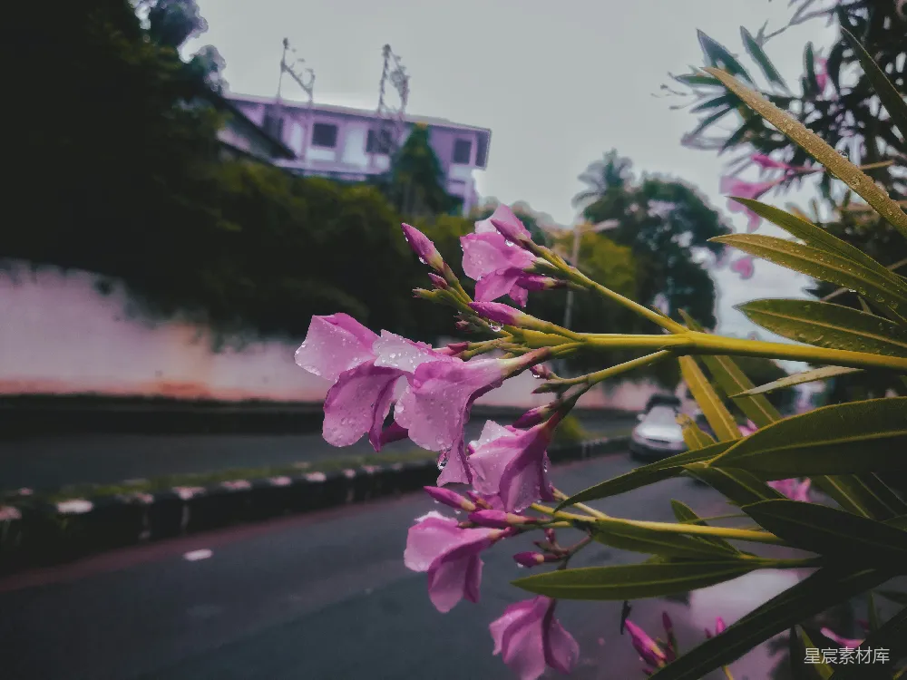高清摄影  紫色花朵的特写照片