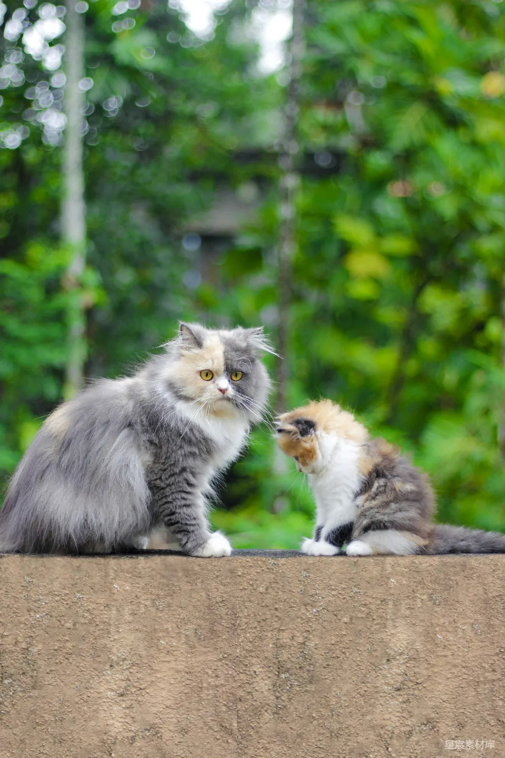 高清摄影  一只白灰色的猫站在灰色的混凝土地板上