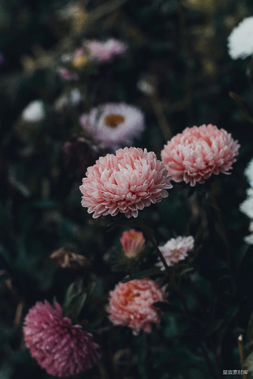 高清摄影  粉红色的菊花