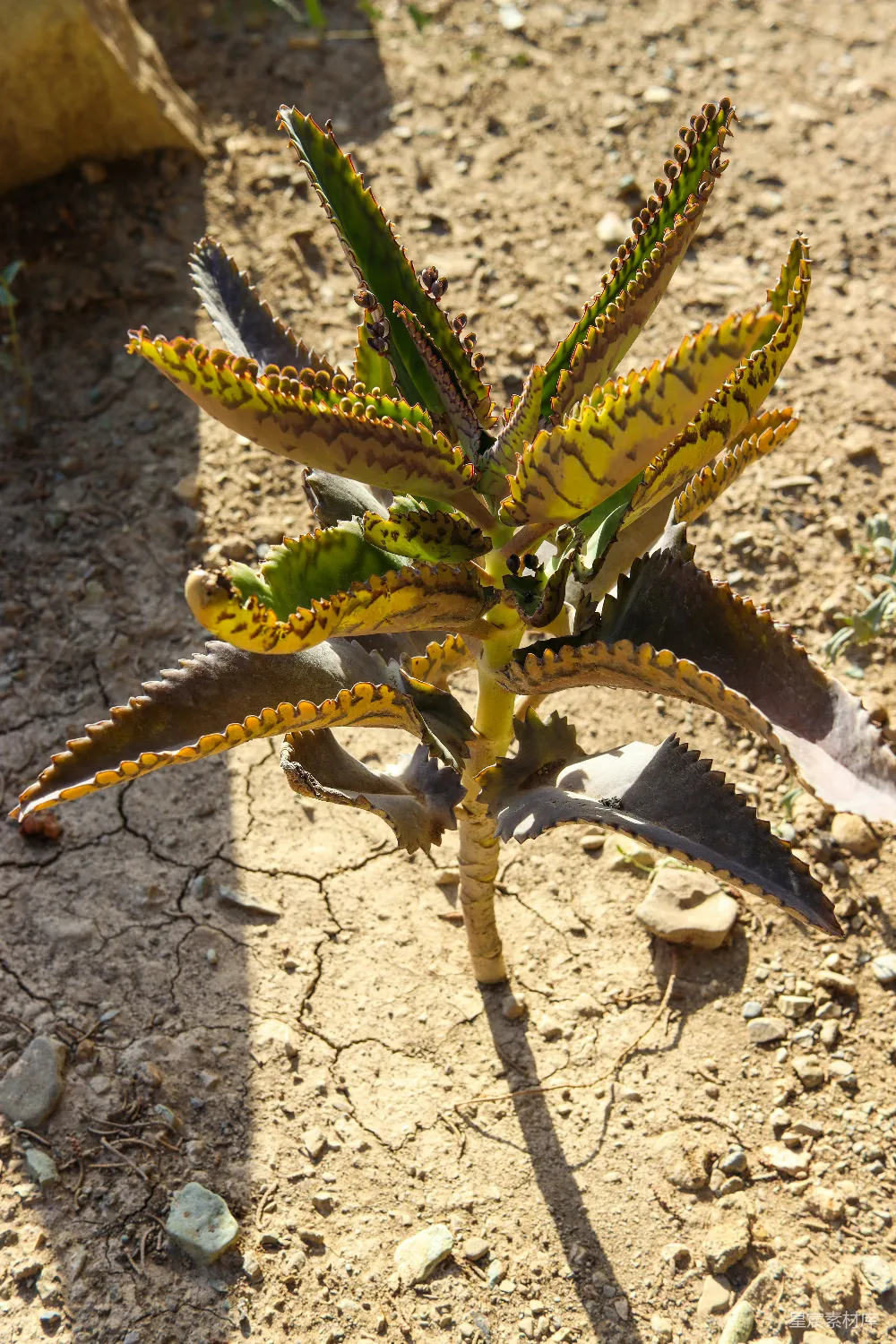 高清摄影  一株小多肉植物生长在干燥、开裂的土壤中。