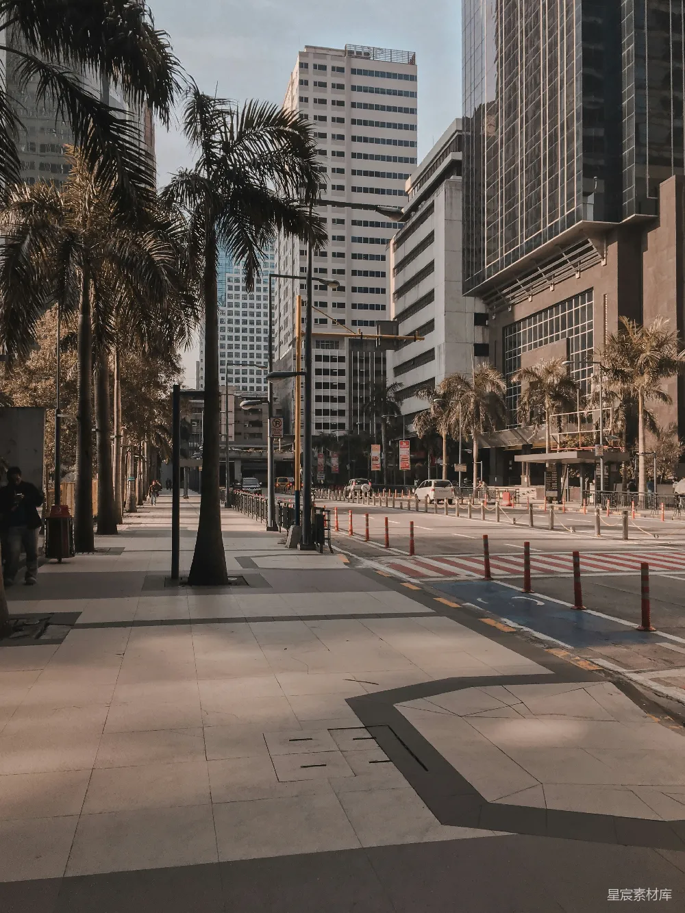高清摄影  城市中央的棕榈树