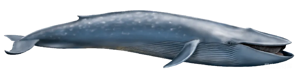 元素素材 PNG