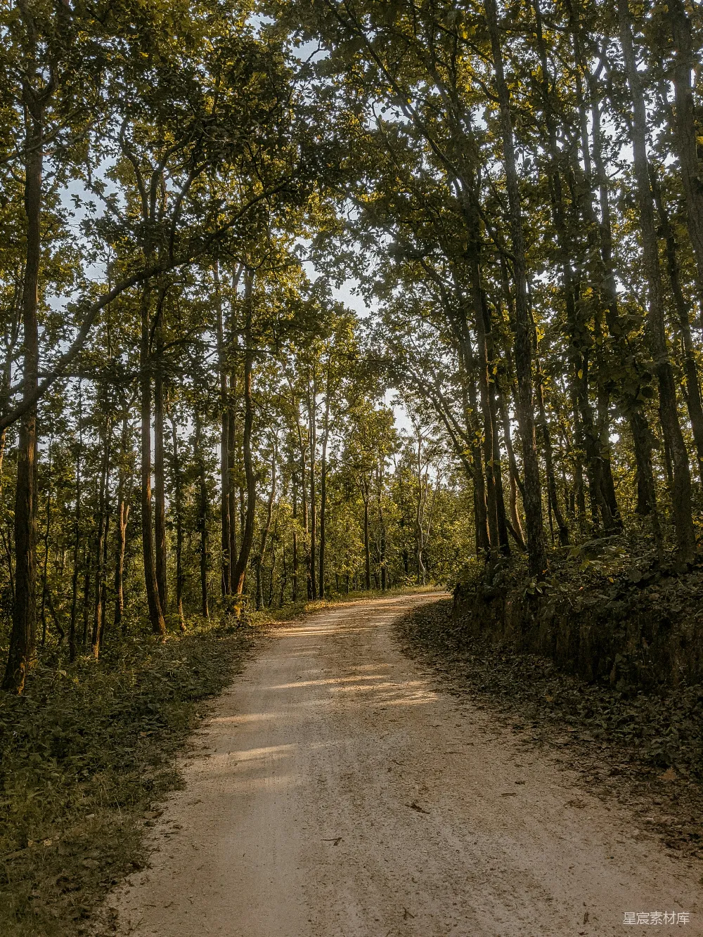 高清摄影 森林中一条泥土小路