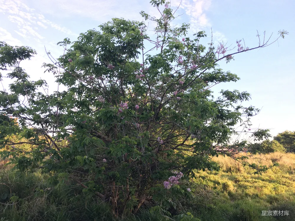 草地上一棵开紫色花朵的树