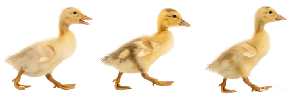 小鸭子