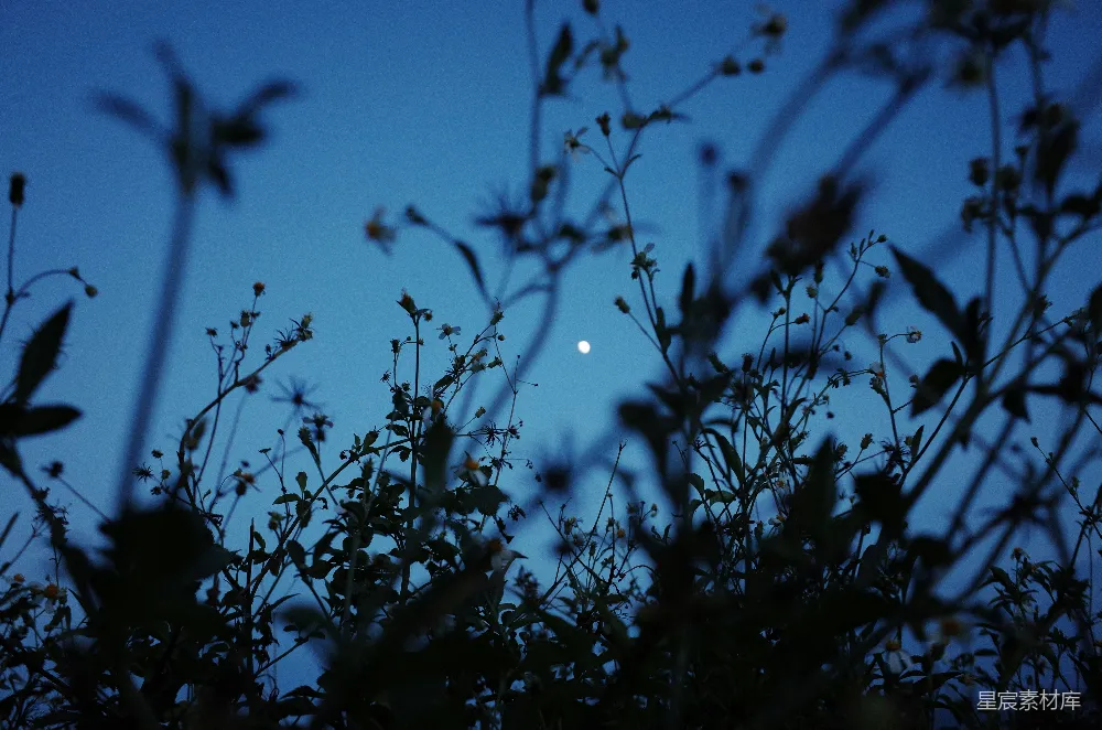 夜空下的植物轮廓
