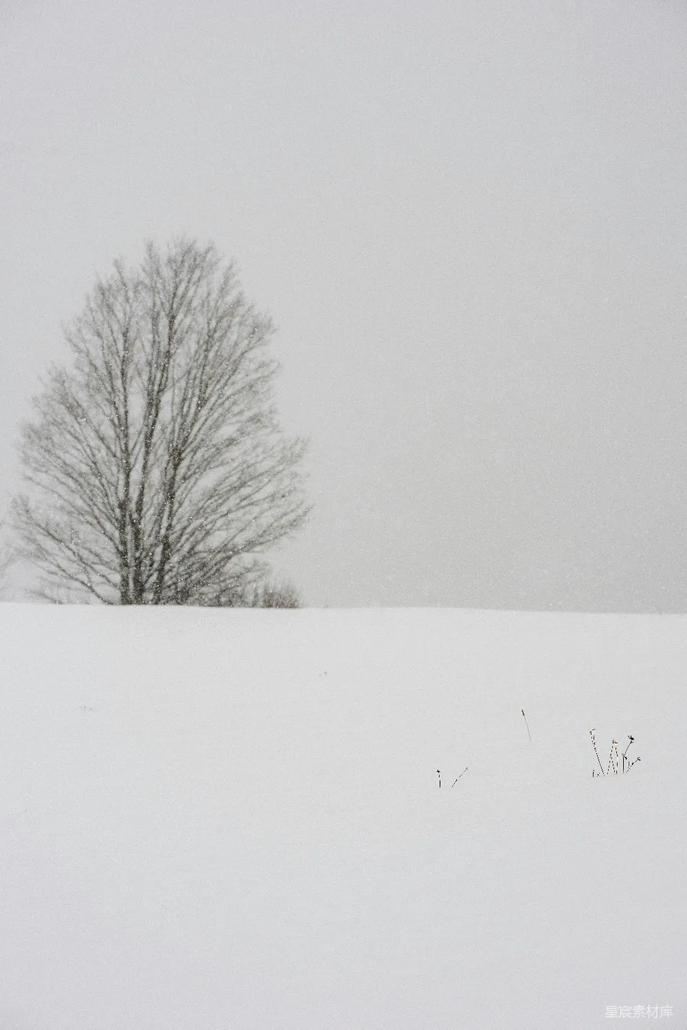 雪地里一棵孤树