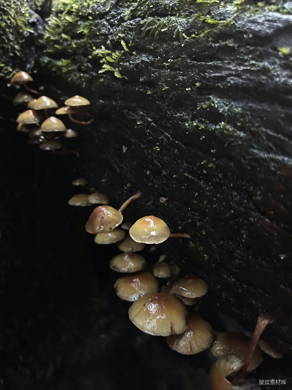 树干上生长着一簇蘑菇