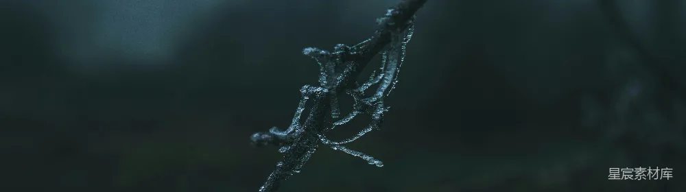 一根枝条上的近景，上面有水珠。