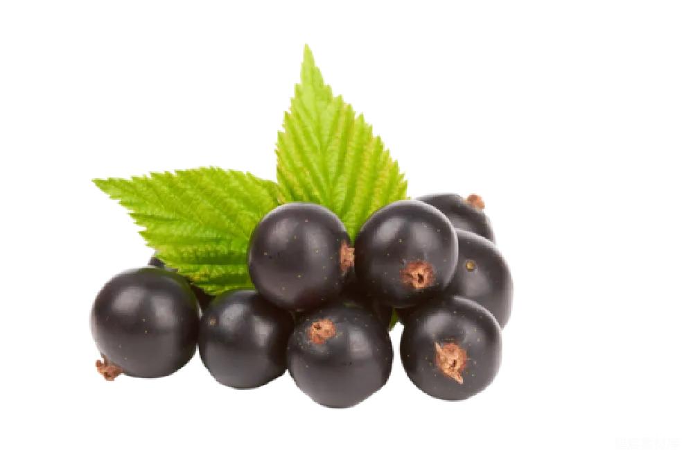 黑 currant