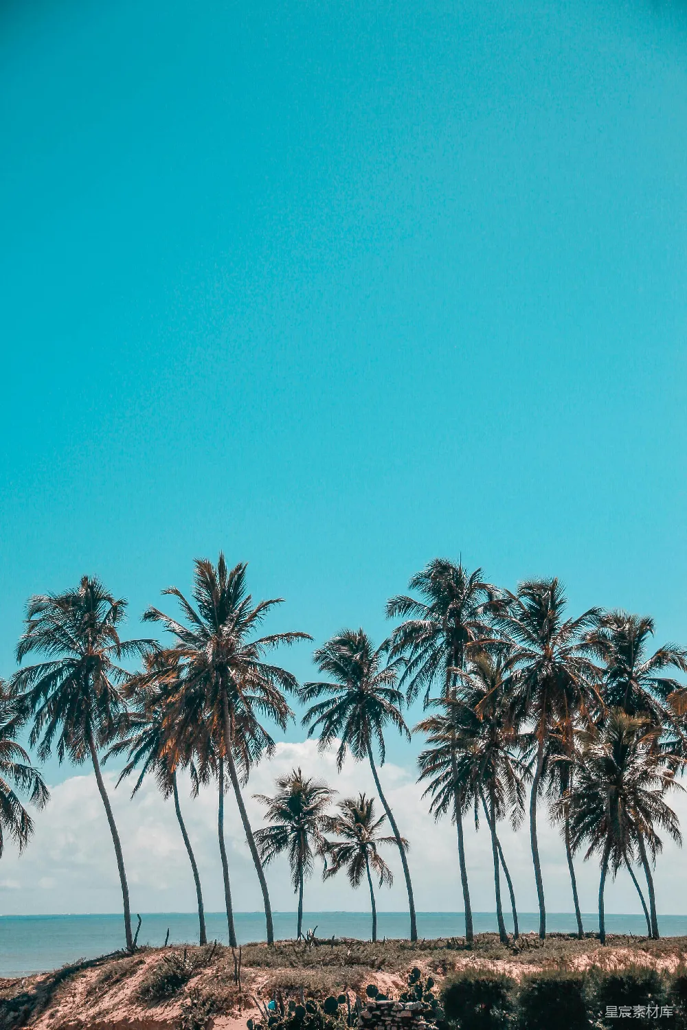 高清摄影 海边棕榈树的风景摄影