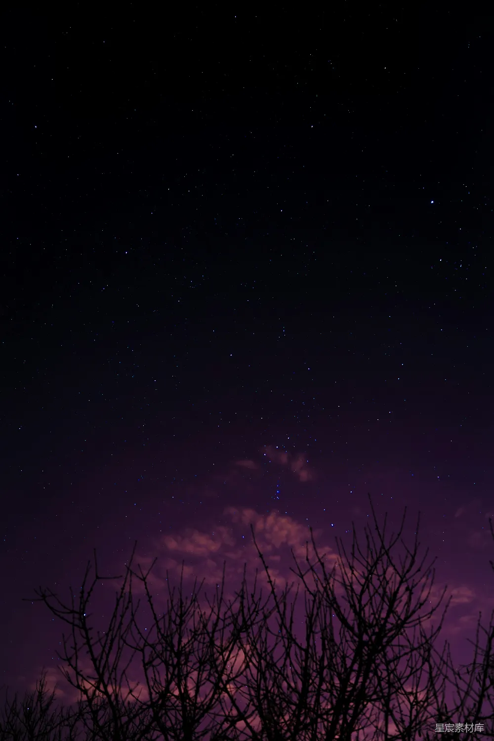 夜空中的星星和树的剪影