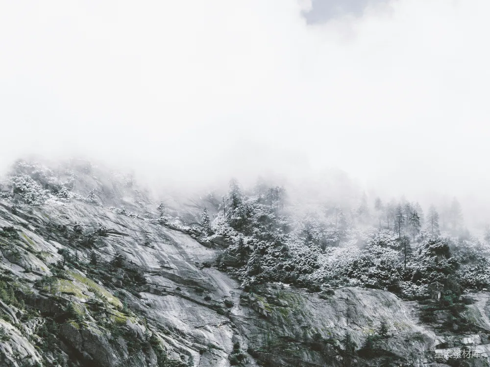 覆盖着白雪的松树