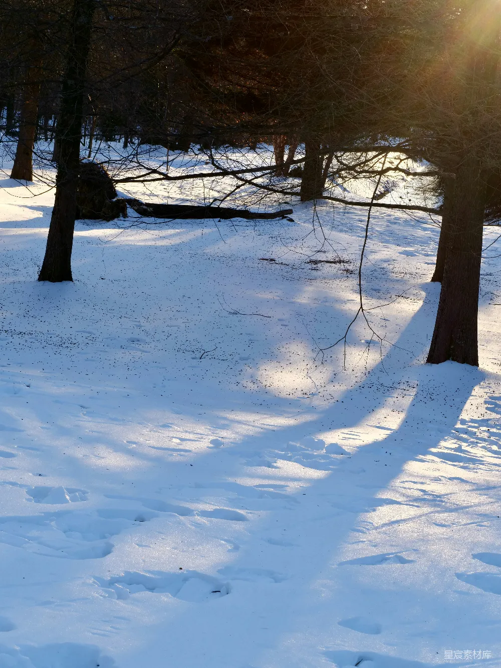 阳光在一片白雪覆盖的景观上投下长长的影子。