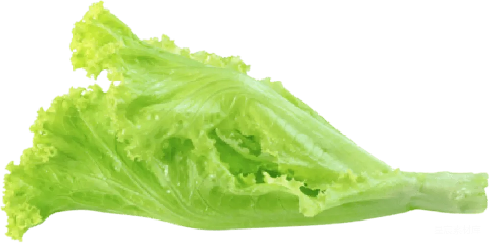 莴苣