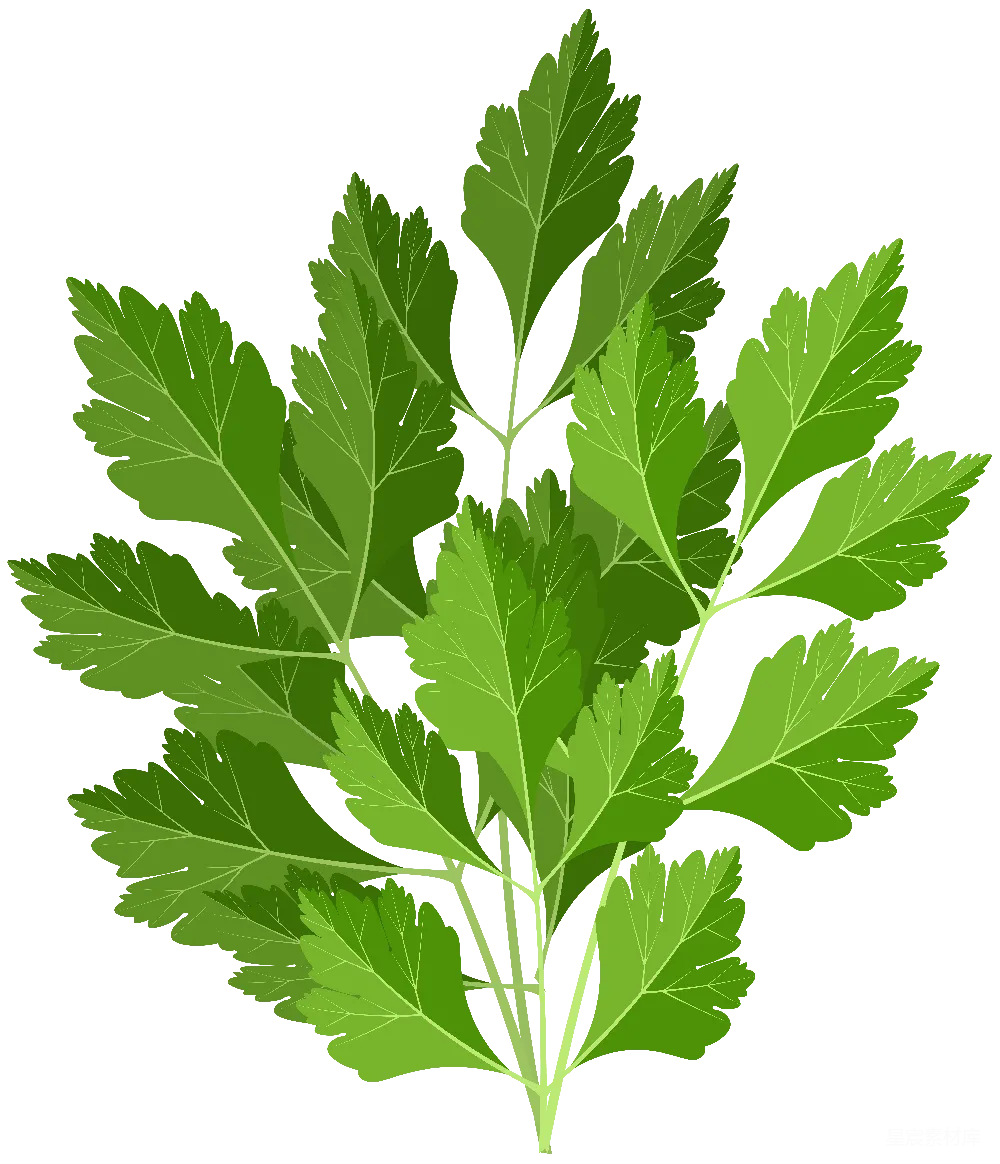 欧芹