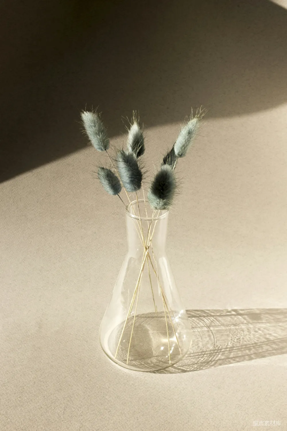 高清摄影  透明玻璃花瓶中的绿色仙人掌
