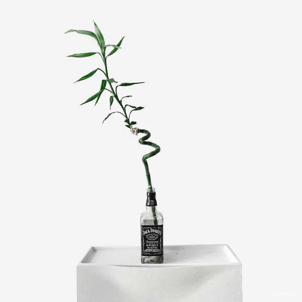高清摄影  绿色叶子植物