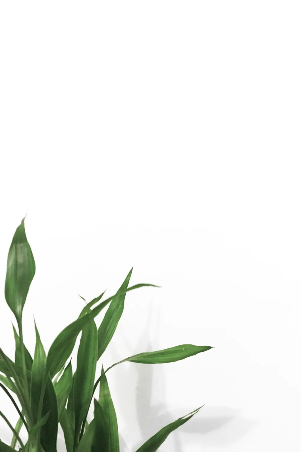 高清摄影  白色墙附近的线状叶植物