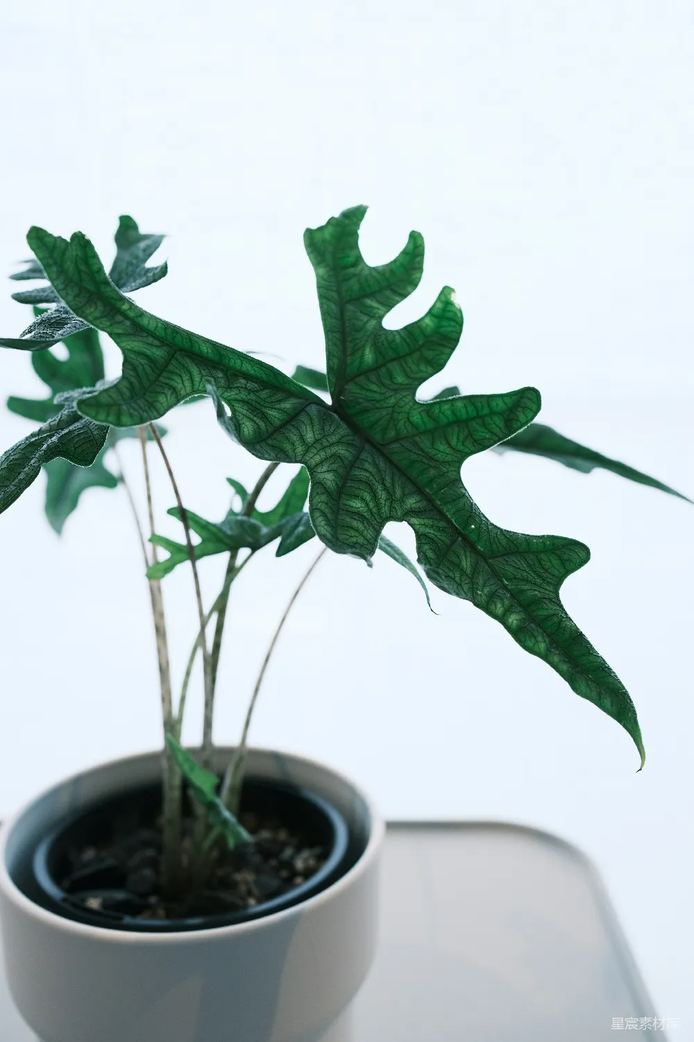高清摄影  在室内摆放一盆“龙鳞”天南星植物。