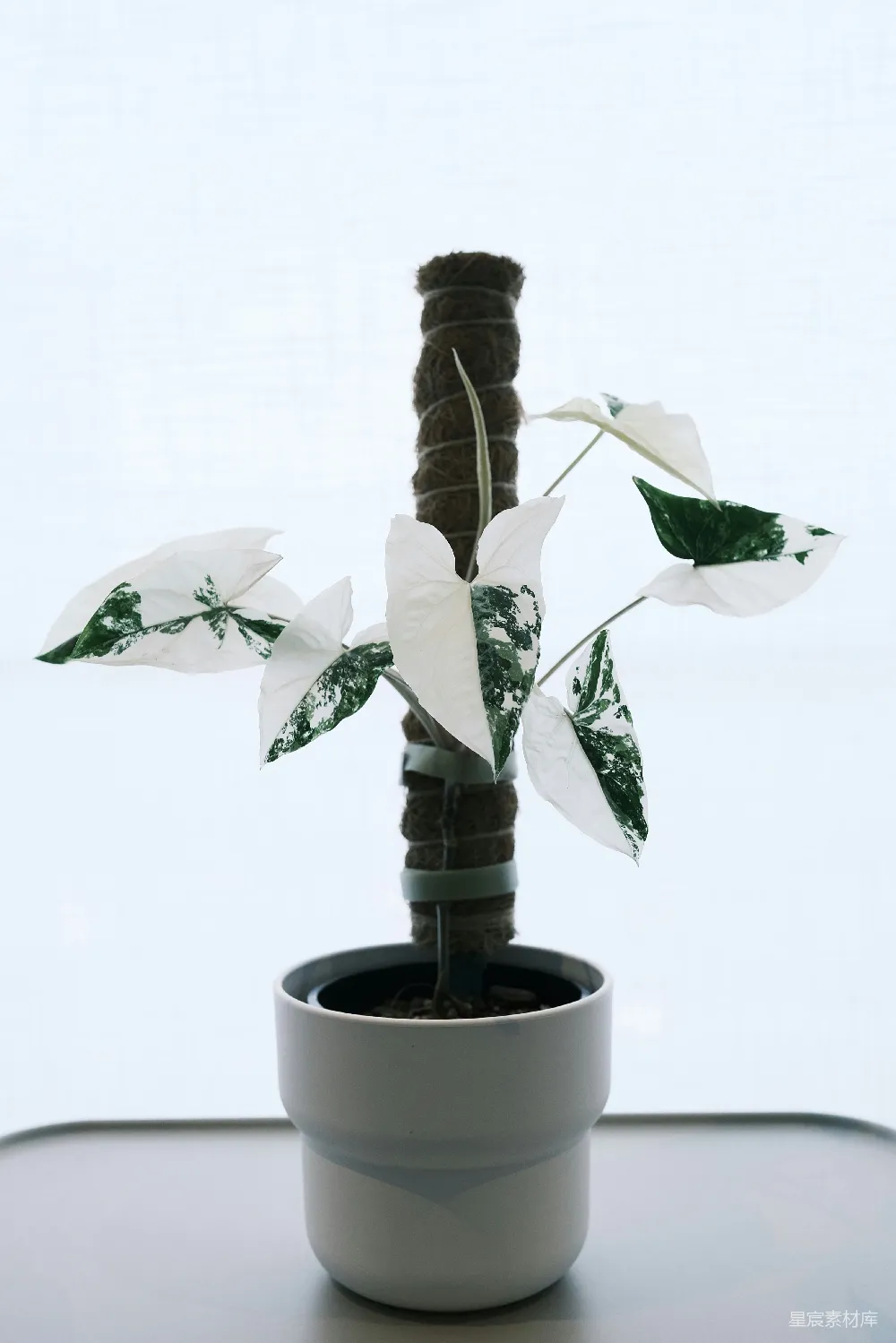 高清摄影  有条纹的植物，叶子呈白绿相间，生长在苔藓杆上。