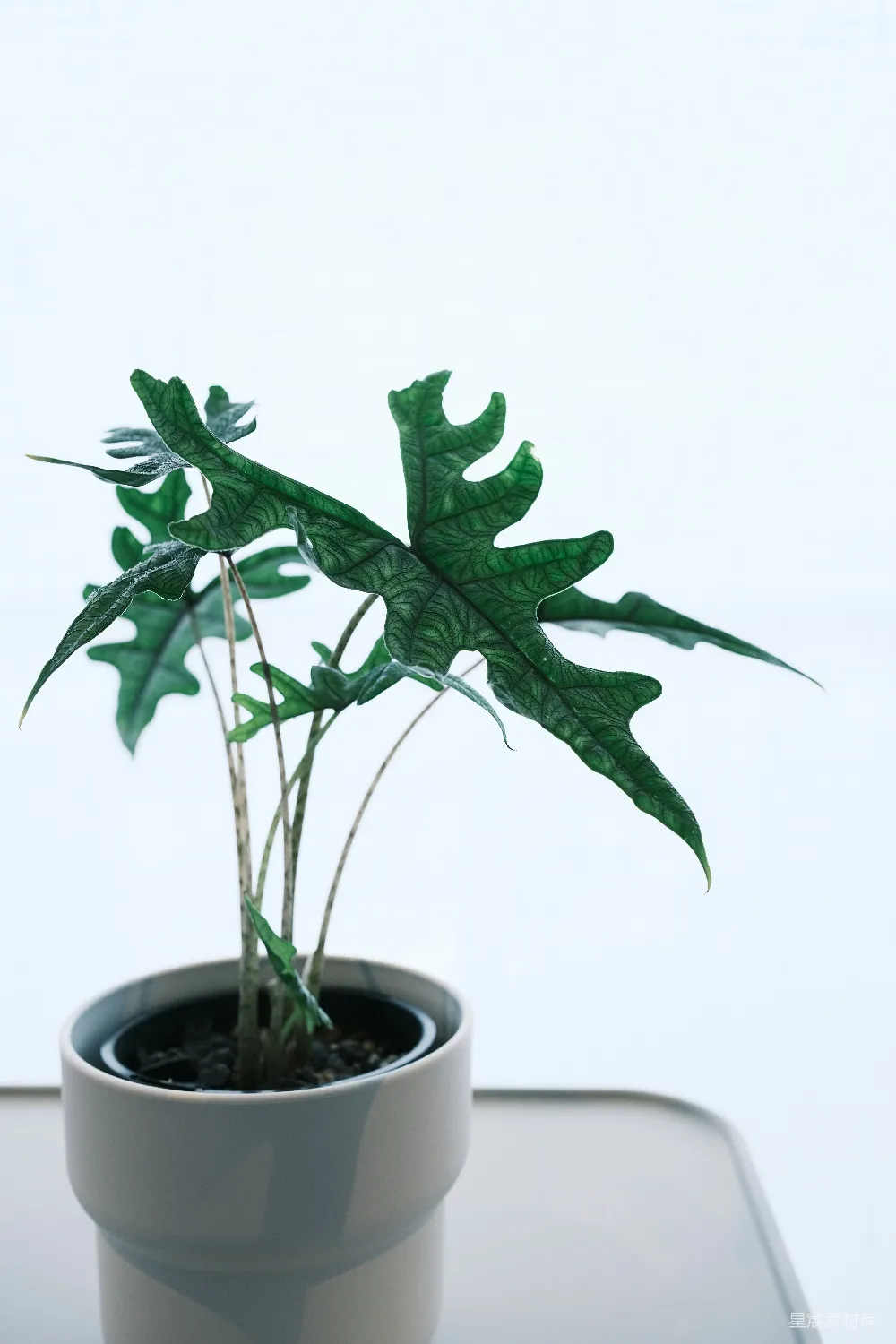 高清摄影  一盆深绿色，有锯齿状叶子的盆栽植物。